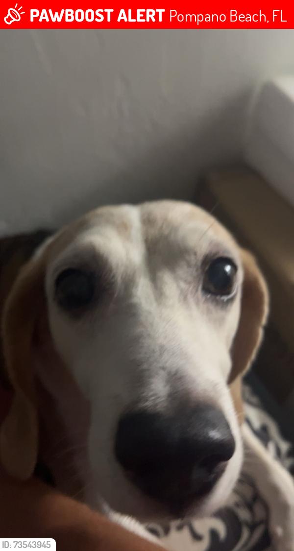 Lost Male Dog last seen S Cypress rd, Pompano Beach, FL 33060