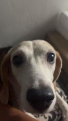 Lost Male Dog last seen S Cypress rd, Pompano Beach, FL 33060