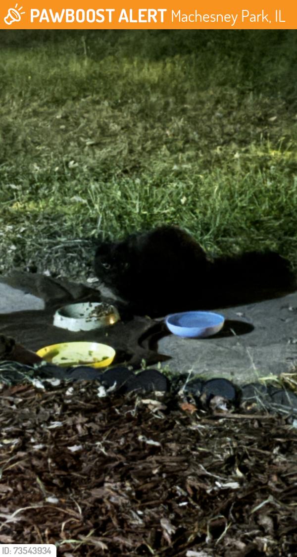 Found/Stray Unknown Cat last seen Elm off of Roosevelt/near Parker Center., Machesney Park, IL 61115
