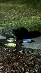 Found/Stray Unknown Cat last seen Elm off of Roosevelt/near Parker Center., Machesney Park, IL 61115