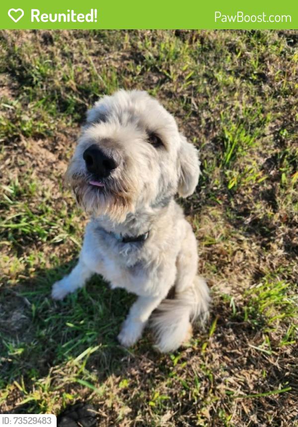 Reunited Male Dog last seen Sw 20th & s agnew okc, Oklahoma City, OK 73108
