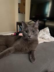 Lost Male Cat last seen Joy st and mill st, Johnston RI 02919, Johnston, RI 02919