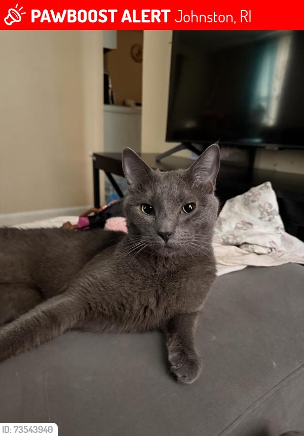Lost Male Cat last seen Joy st and mill st, Johnston RI 02919, Johnston, RI 02919