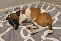 Reunited Female Dog last seen Near K St Sanger ca, Sanger, CA 93657