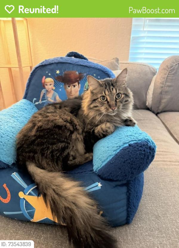 Reunited Male Cat last seen E.E. Williamson, Longwood, FL 32750