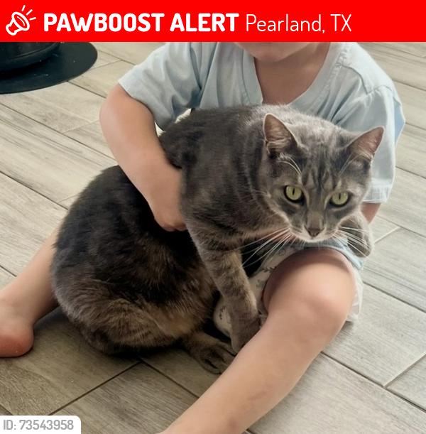 Lost Male Cat last seen West Oaks subdivision in Pearland, Pearland, TX 77584