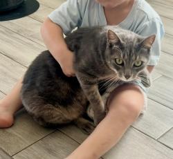 Lost Male Cat last seen West Oaks subdivision in Pearland, Pearland, TX 77584