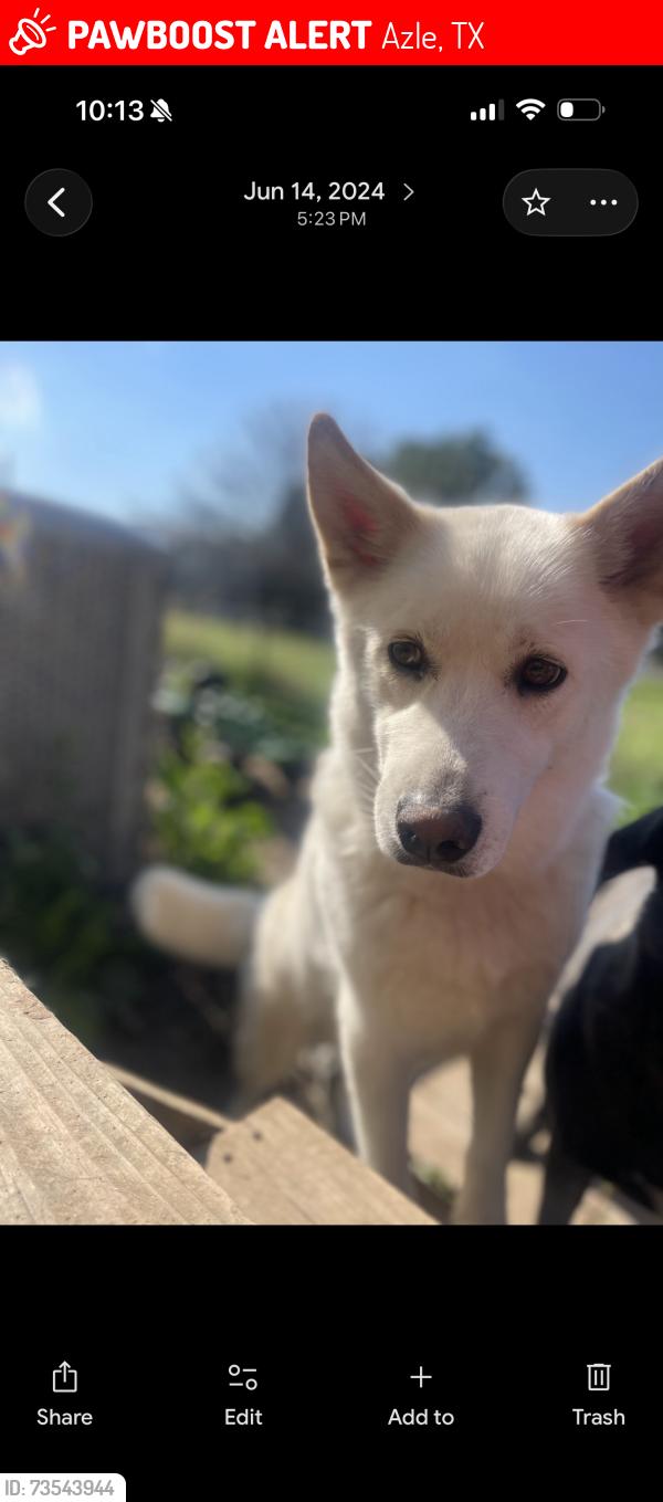 Lost Male Dog last seen Near overland trail, Azle, TX 76020