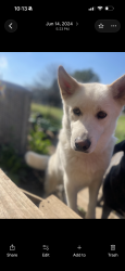Lost Male Dog last seen Near overland trail, Azle, TX 76020