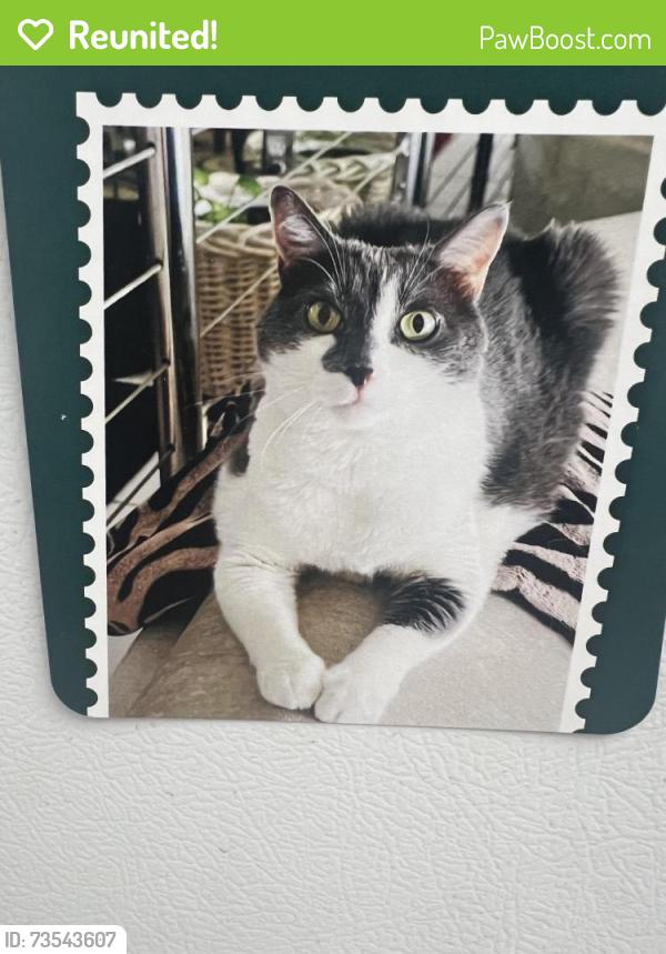 Reunited Female Cat last seen 110th Avenue on Isle of Palms, Treasure Island, FL 33706