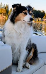 Reunited Female Dog last seen 176th SE 240th St, Covington Park, Covington, WA 98042