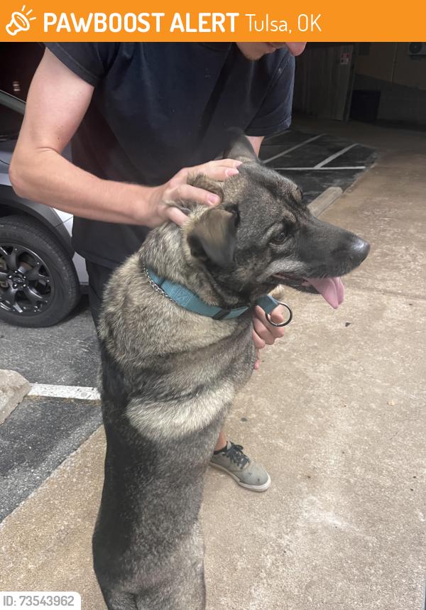 Found/Stray Male Dog last seen 13th and S Delaware Ave, Tulsa, OK 74104