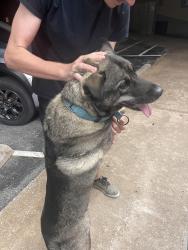 Found/Stray Male Dog last seen 13th and S Delaware Ave, Tulsa, OK 74104