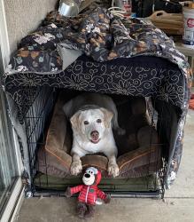 Reunited Female Dog last seen Virmargo Ct., Visalia, CA 93292