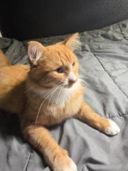 Reunited Male Cat last seen Townsendia, Moreno Valley, CA 92557