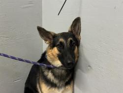 Shelter Stray Female Dog last seen , 600 Aviation Dr, Camarillo, CA 93010, USA