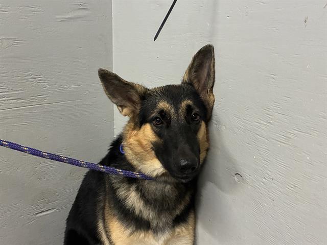 Shelter Stray Female Dog last seen , 600 Aviation Dr, Camarillo, CA 93010, USA