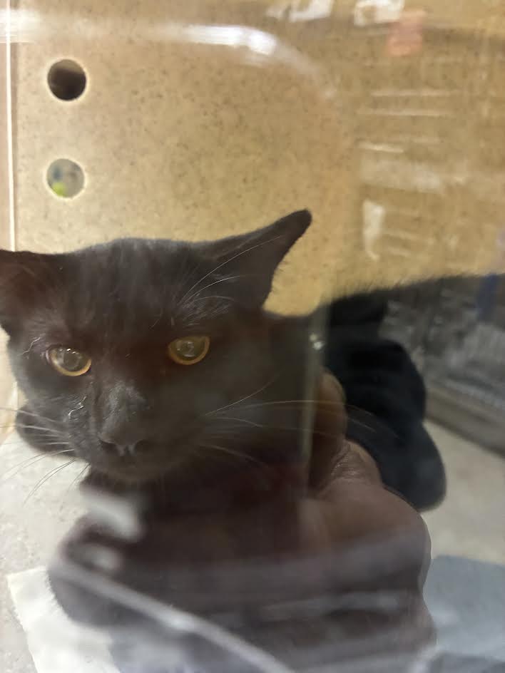 Shelter Stray Male Cat last seen , 957 N Gaffey St, San Pedro, CA 90731, USA