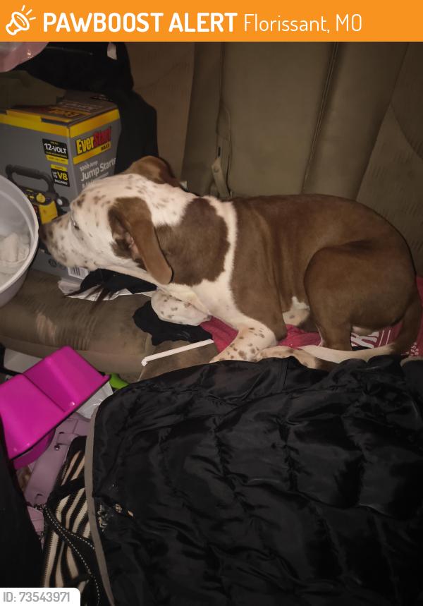 Found/Stray Male Dog last seen Dunegant park, Florissant, MO 63033