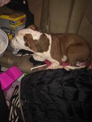 Found/Stray Male Dog last seen Dunegant park, Florissant, MO 63033