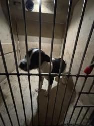 Shelter Stray Male Dog last seen SE 22 @ GRAND, 2811 SE 29th St, Oklahoma City, OK 73129, USA