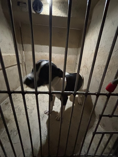 Shelter Stray Male Dog last seen SE 22 @ GRAND, 2811 SE 29th St, Oklahoma City, OK 73129, USA