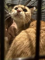 Shelter Stray Male Cat last seen GAYUGGA, 4710 TX-151, San Antonio, TX 78227, USA
