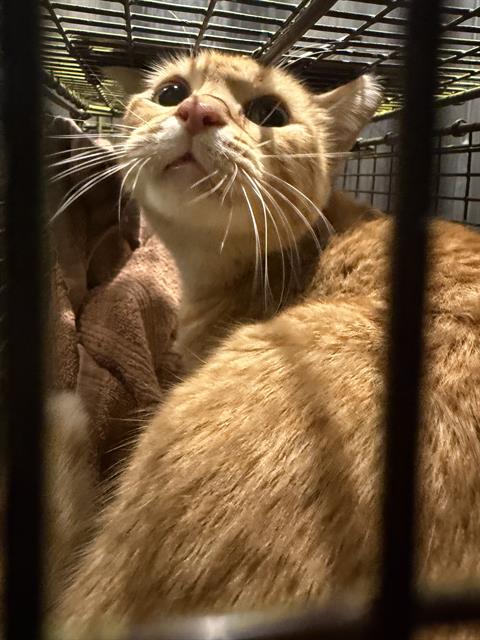 Shelter Stray Male Cat last seen GAYUGGA, 4710 TX-151, San Antonio, TX 78227, USA