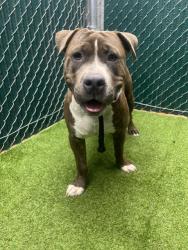 Shelter Stray Male Dog last seen , 11258 Garfield Ave, Downey, CA 90242, USA