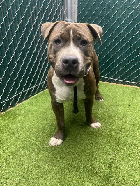 Shelter Stray Male Dog last seen , 11258 Garfield Ave, Downey, CA 90242, USA