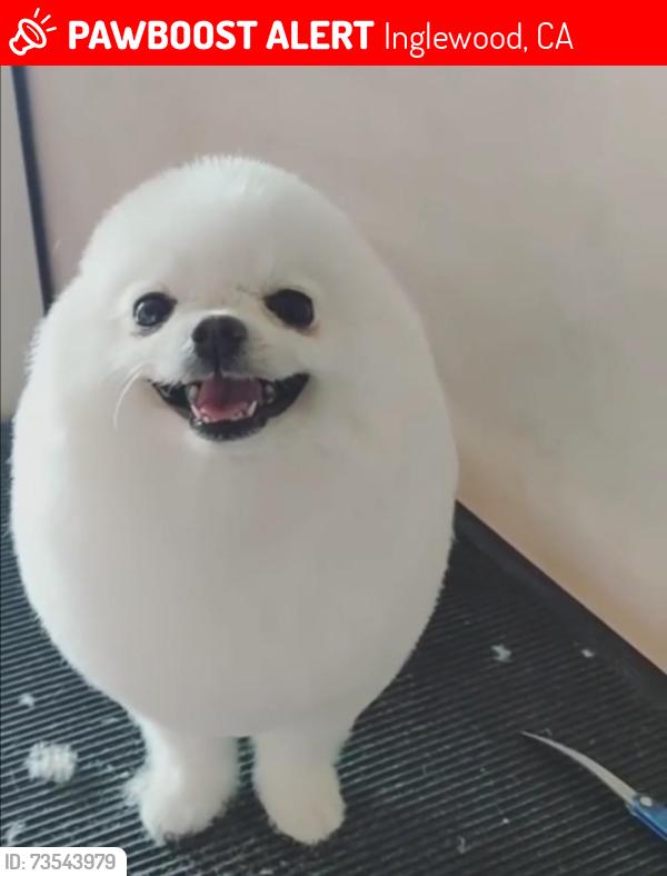 Lost Male Dog last seen McDonalds, Inglewood, CA 90301
