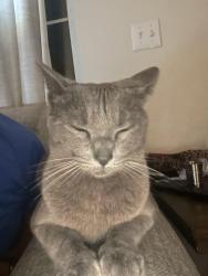 Lost Female Cat last seen Cunningham and shields, Fort Collins, CO 80526