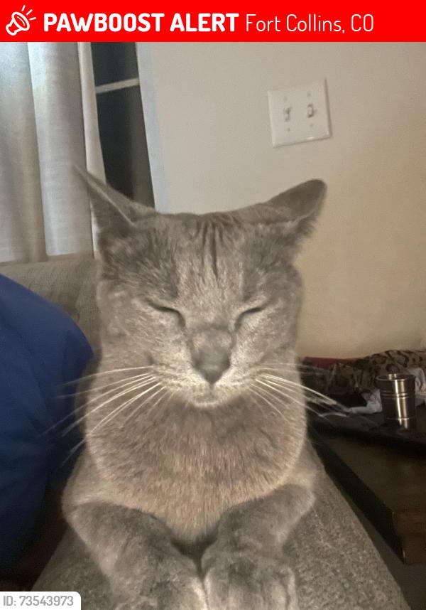 Lost Female Cat last seen Cunningham and shields, Fort Collins, CO 80526