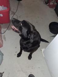 Reunited Unknown Dog last seen Sandy Hill Rd/ Thompson Mill Rd, Buford, GA 30519