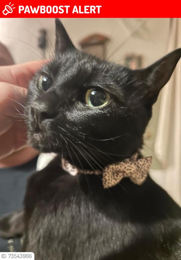 Lost Female Cat last seen Wallington fire station, Greater London, England SM6 8TE