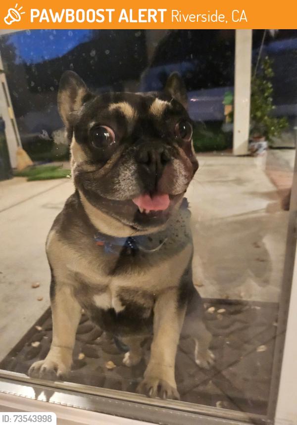 Found/Stray Female Dog last seen Iron Rail Drive, Spring Ranch Mountain neighborhood, Riverside, CA 92507