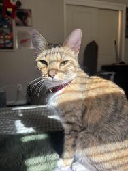 Reunited Female Cat last seen S Lincoln Ave, Walnutport, PA 18088