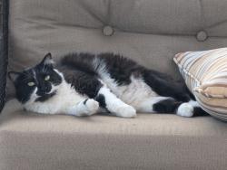 Lost Female Cat last seen Near RICH HILL WAY, Yorba Linda, CA 92886