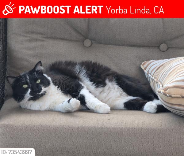 Lost Female Cat last seen Near RICH HILL WAY, Yorba Linda, CA 92886