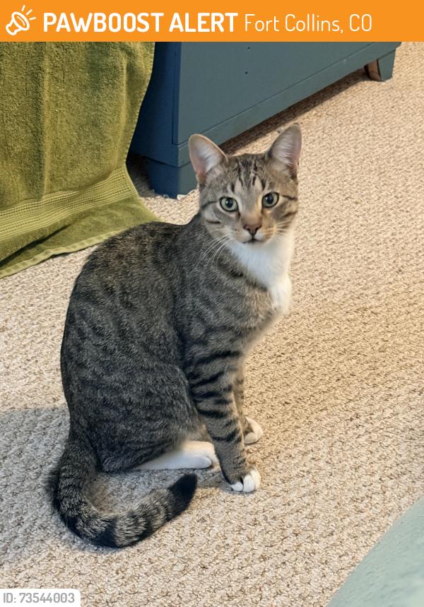 Found/Stray Female Cat last seen Coppervein and Copper Crest, Fort Collins, CO 80528