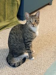 Found/Stray Female Cat last seen Coppervein and Copper Crest, Fort Collins, CO 80528