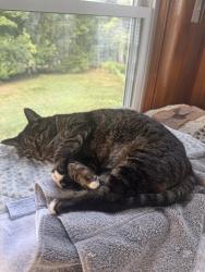 Lost Female Cat last seen Potential sighting in Burlington, near Cormier Road., Woburn, MA 01801