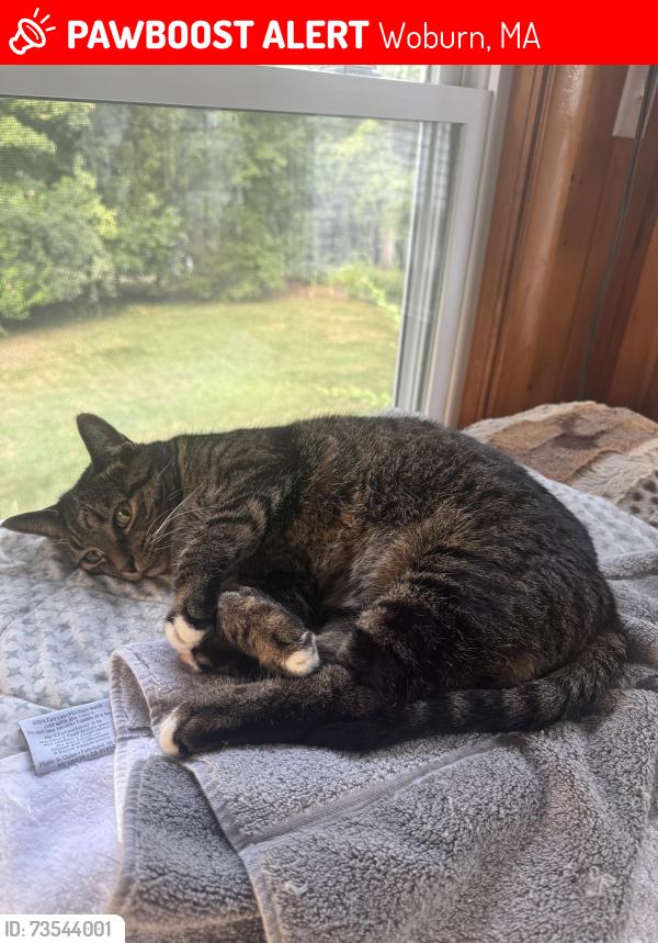 Lost Female Cat last seen Potential sighting in Burlington, near Cormier Road., Woburn, MA 01801