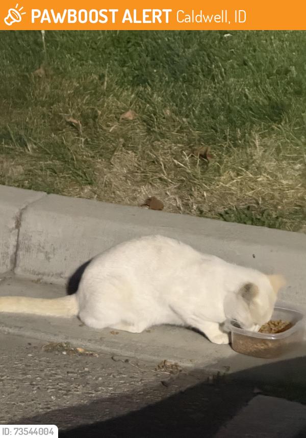 Found/Stray Unknown Cat last seen in front of paleteria neveria ice cream, Caldwell, ID 83607