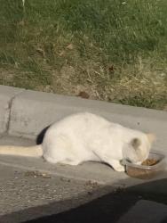 Found/Stray Unknown Cat last seen in front of paleteria neveria ice cream, Caldwell, ID 83607