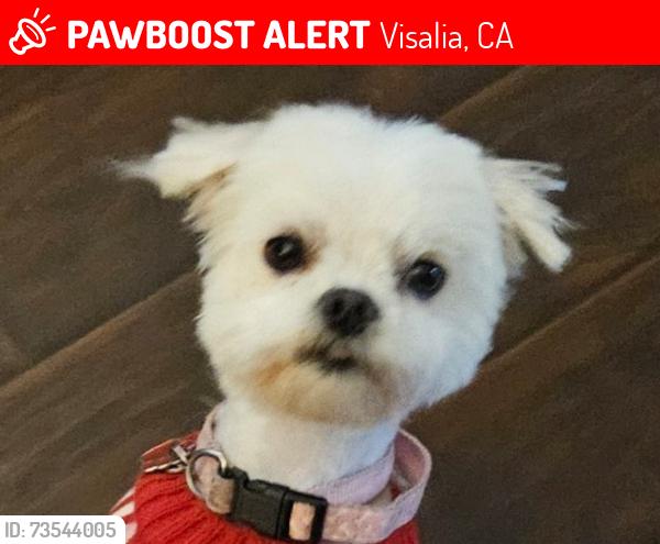 Lost Male Dog last seen Whotendale, Visalia, CA 93277