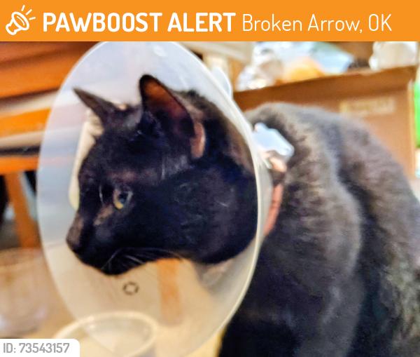 Found/Stray Male Cat last seen On Admiral, in Tulsa, Broken Arrow, OK 74012