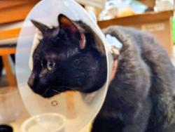 Found/Stray Male Cat last seen On Admiral, in Tulsa, Broken Arrow, OK 74012