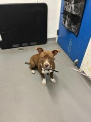 Shelter Stray Male Dog last seen Volunteer Park, Seattle, WA, 2061 15th Ave W, Seattle, WA 98119, USA