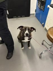 Shelter Stray Female Dog last seen S Horton & 37th PL S, Seattle, WA, 2061 15th Ave W, Seattle, WA 98119, USA